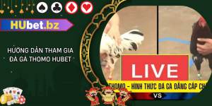 Hướng dẫn tham gia đá gà thomo hubet